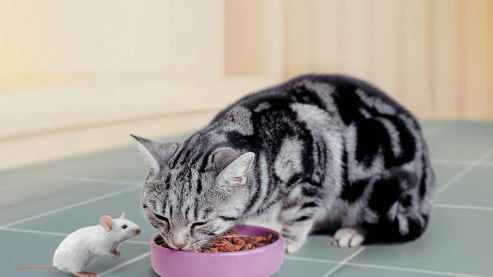 Cat Is Eating And Mouse Is Watching